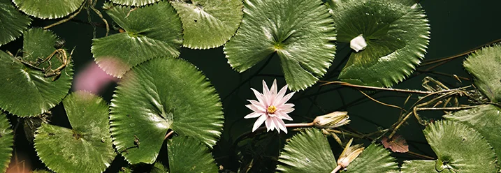 Seerose mit grünen Blättern